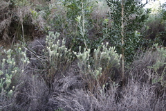 Phylica pubescens