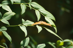 Emesis mandana