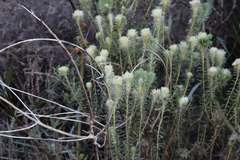 Phylica pubescens