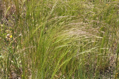 Agrostis hyemalis
