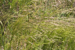Agrostis hyemalis