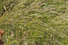 Agrostis hyemalis
