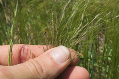 Agrostis hyemalis