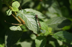 Oxyagrion