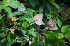 Cissia phronius