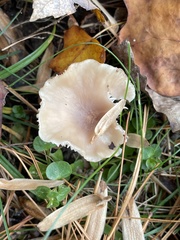 Cuphophyllus pratensis pallidus