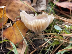 Cuphophyllus pratensis pallidus