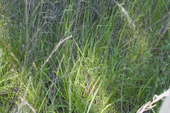 Carex triangularis
