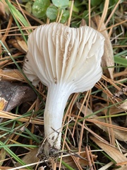 Cuphophyllus pratensis pallidus