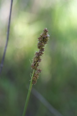 Carex triangularis