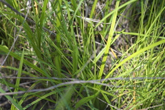 Carex triangularis