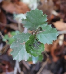 Quercus × ganderi