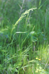 Sphenopholis obtusata