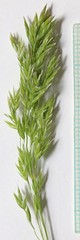 Poa wheeleri