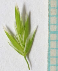 Poa wheeleri