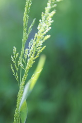 Sphenopholis obtusata