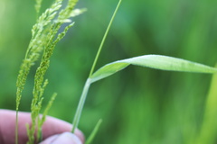 Sphenopholis obtusata