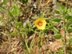 Linum rigidum