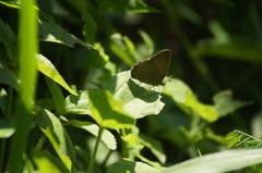 Cissia phronius