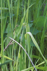 Sphenopholis obtusata