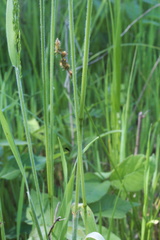 Sphenopholis obtusata