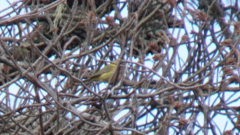 Leiothlypis celata lutescens