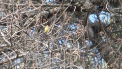 Leiothlypis celata lutescens
