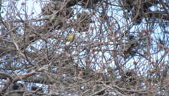 Leiothlypis celata lutescens