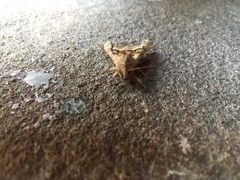 Phlogophora meticulosa