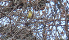 Leiothlypis celata lutescens