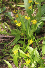 Ranunculus alismifolius montanus