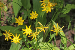 Ranunculus alismifolius montanus