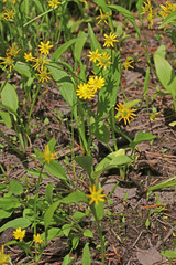Ranunculus alismifolius montanus