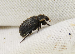 Trox variolatus