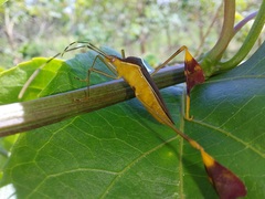 Anisoscelis marginellus
