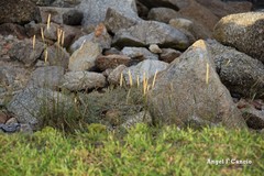 Elymus athericus