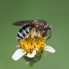 Parapsaenythia