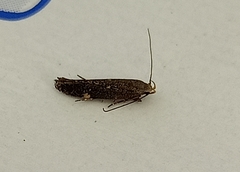 Bilobata subsecivella