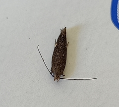 Bilobata subsecivella