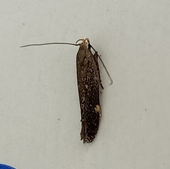 Bilobata subsecivella