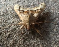 Phlogophora meticulosa
