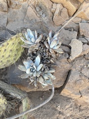Dudleya virens