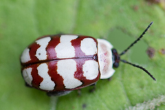 Alagoasa decemguttata