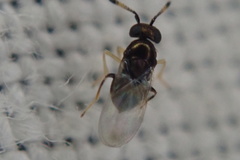 Encyrtinae