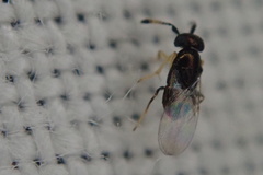 Encyrtinae