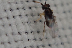 Encyrtinae