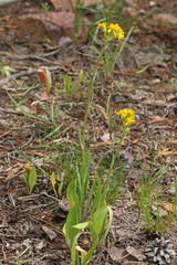 Senecio integerrimus exaltatus
