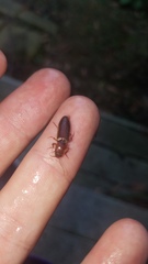 Hemicrepidius melanophthalmus