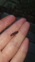 Hemicrepidius melanophthalmus