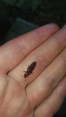 Hemicrepidius melanophthalmus